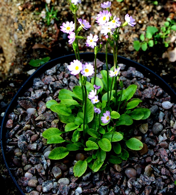Primula fasciculata